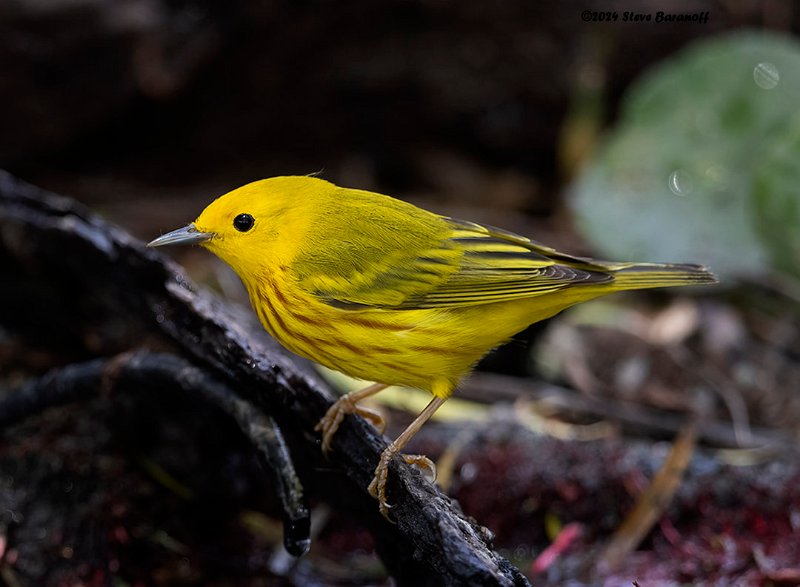 _B249016 yellow warbler.jpg